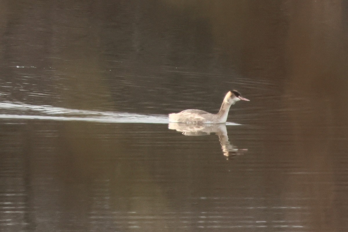 Great Crested Grebe - ML618421505