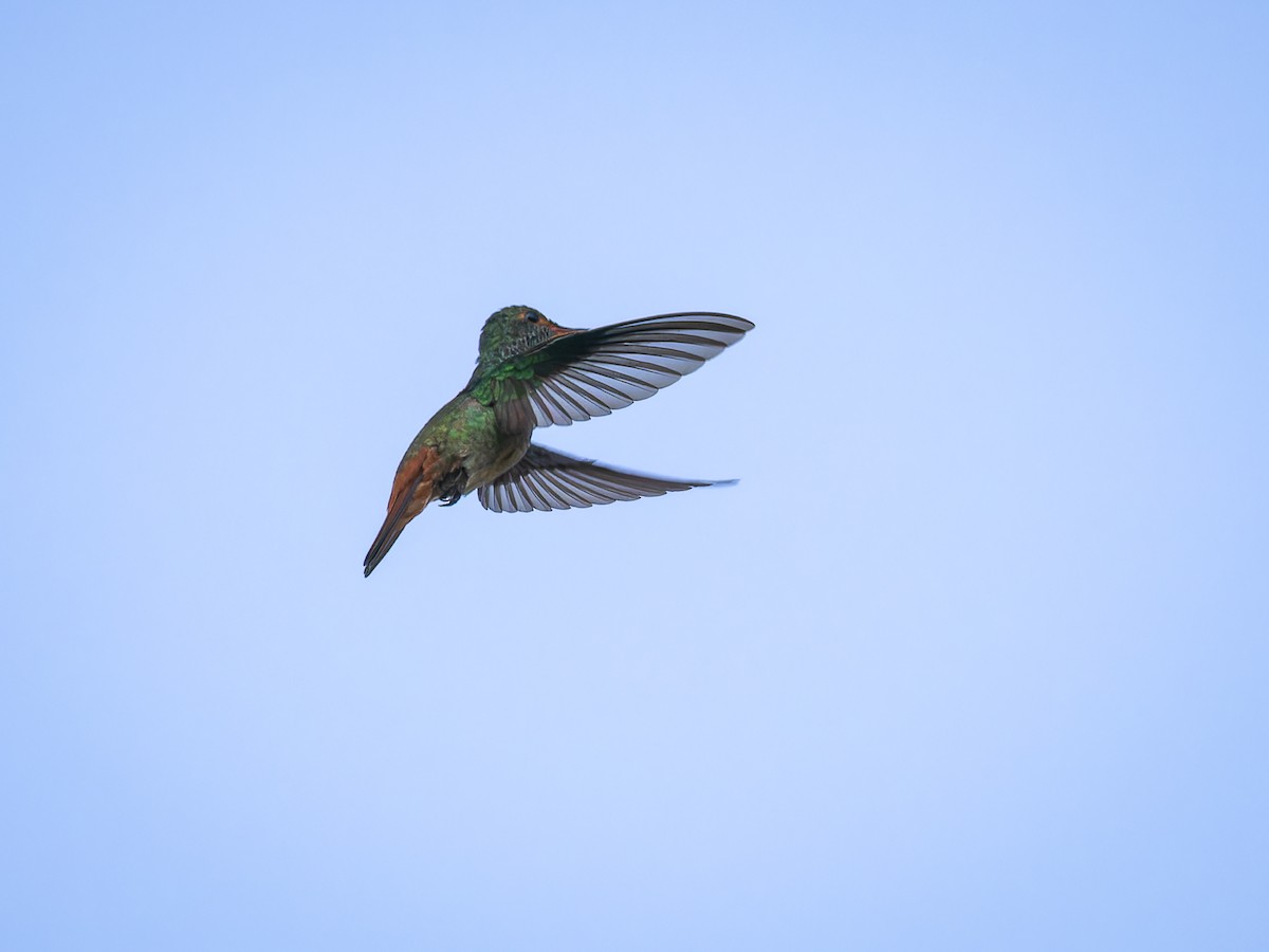 Rufous-tailed Hummingbird - ML618421507
