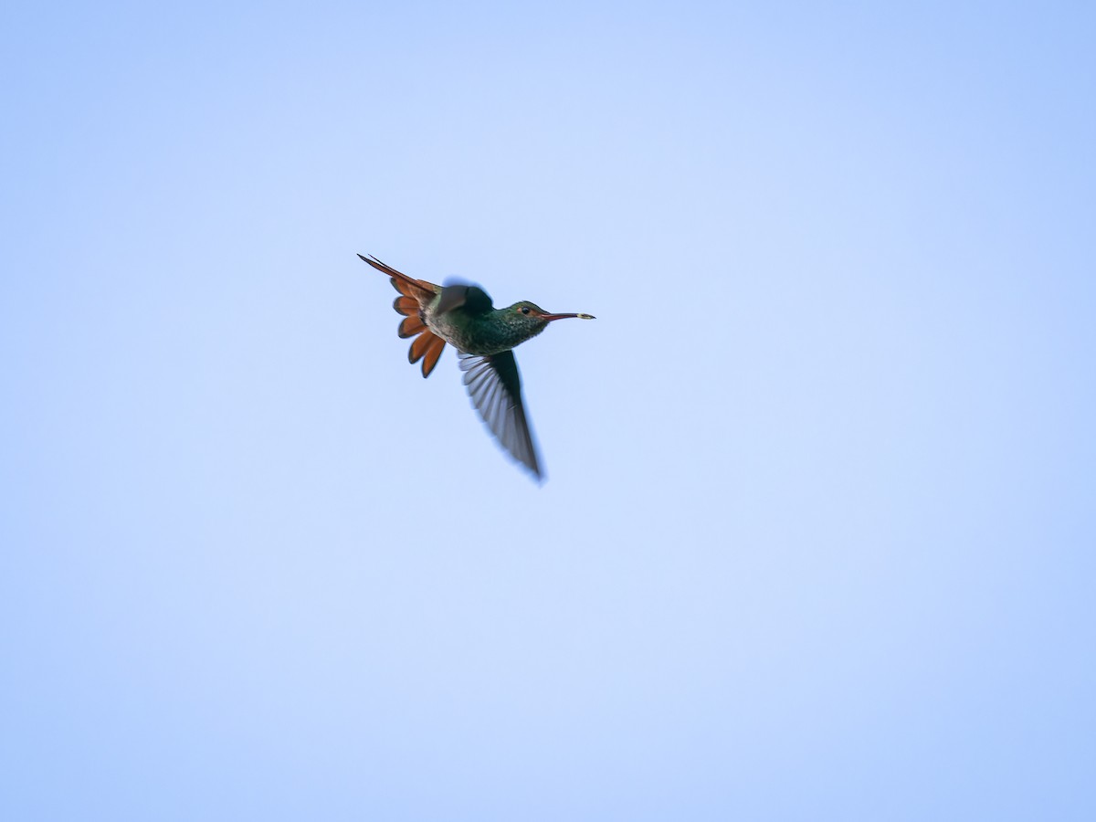 Rufous-tailed Hummingbird - ML618421508