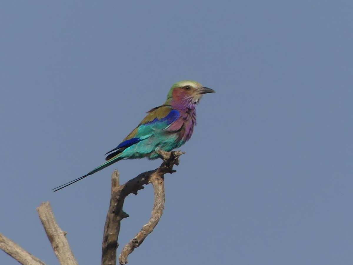 Lilac-breasted Roller - ML618421527