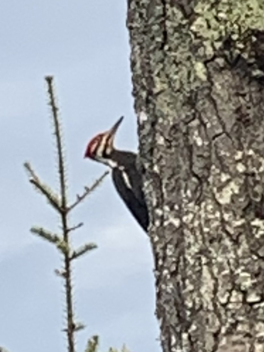 Pileated Woodpecker - ML618421587