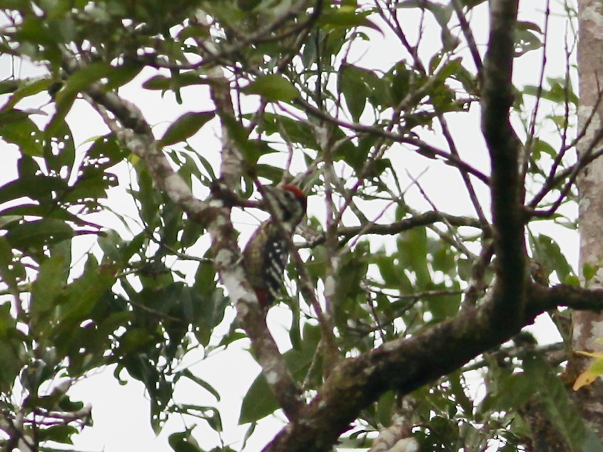 Stripe-breasted Woodpecker - ML618421611