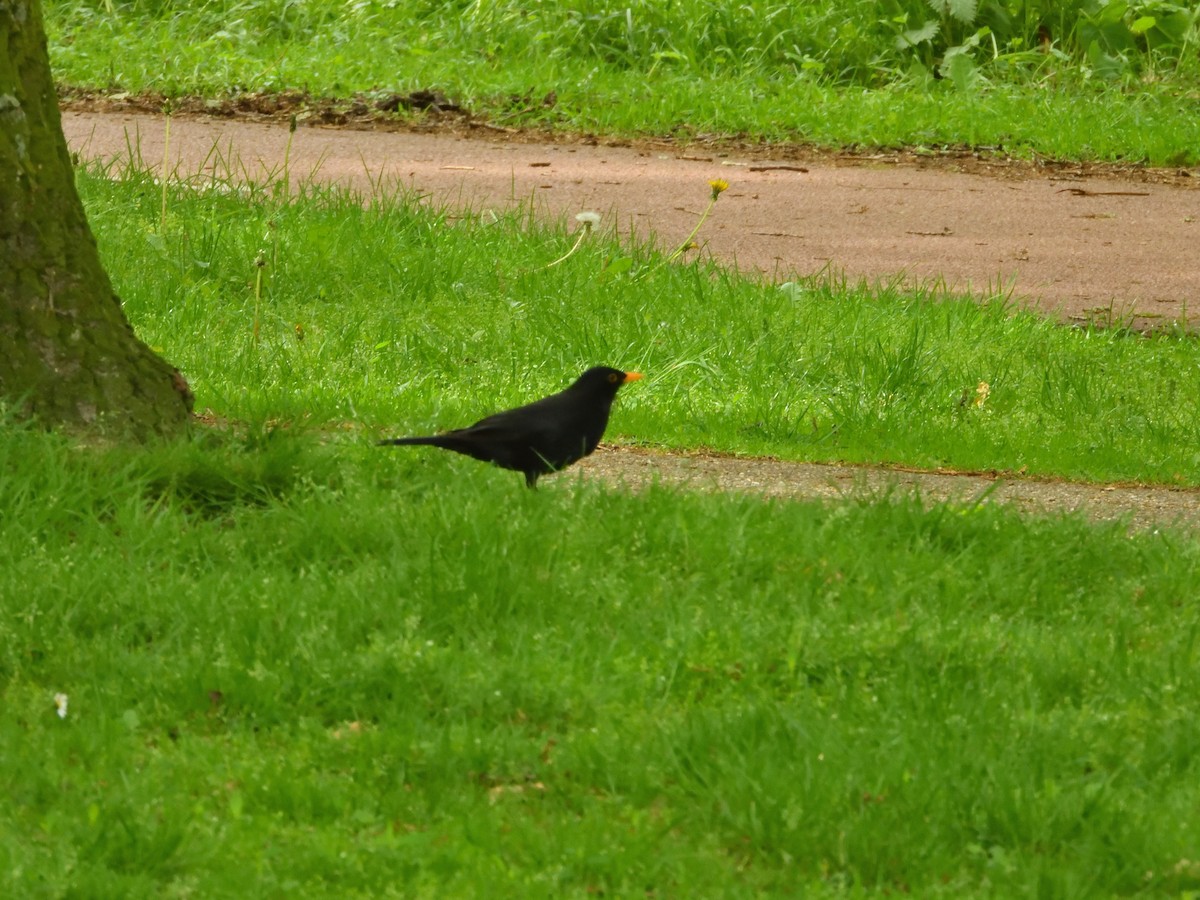 Eurasian Blackbird - ML618421639