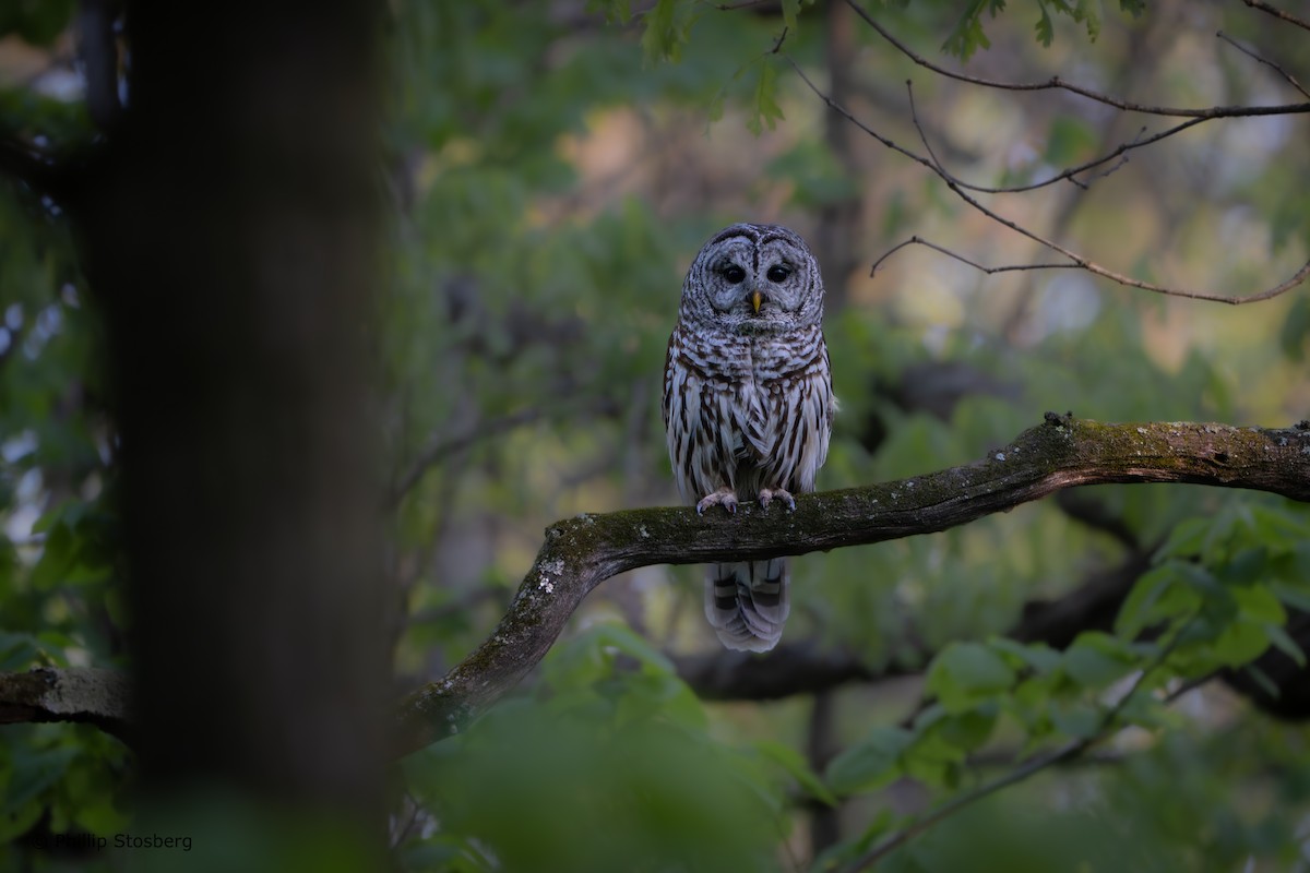 Barred Owl - Phillip Stosberg