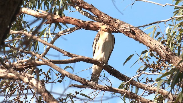 Австралийский орёл-карлик - ML618421669
