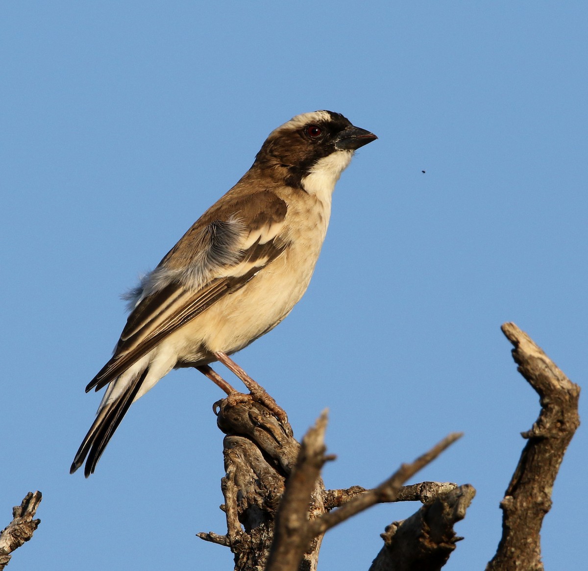 White-browed Sparrow-Weaver - ML618421673
