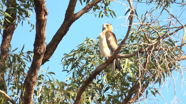 Австралийский орёл-карлик - ML618421674