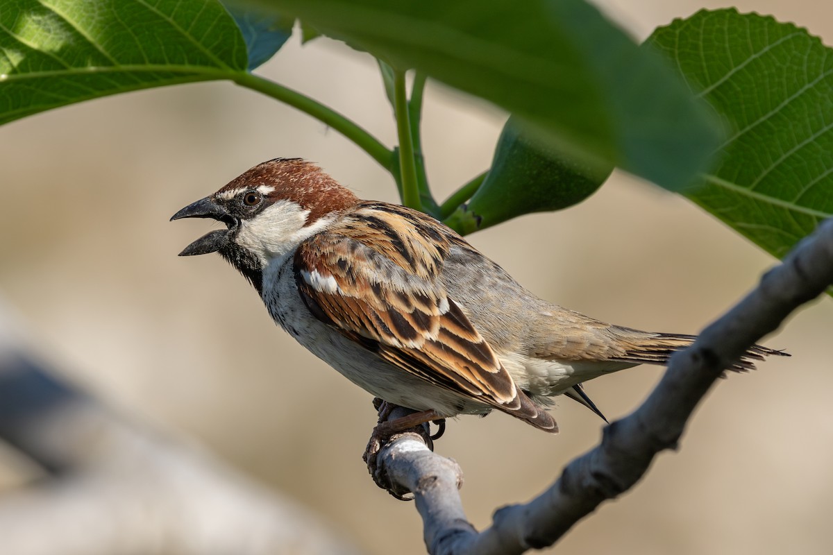 Italian Sparrow - Giuseppe Citino