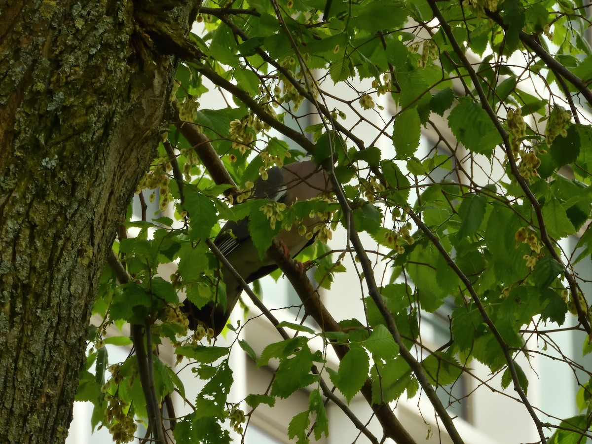 Common Wood-Pigeon - ML618421698