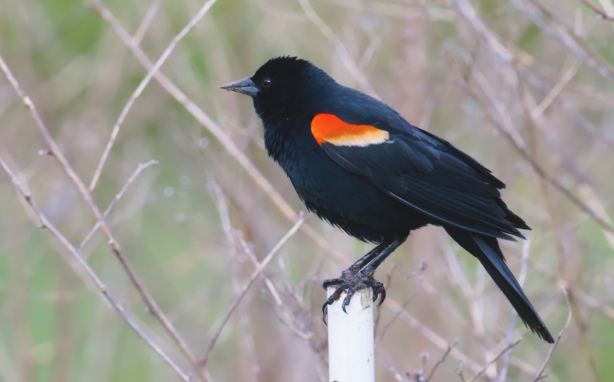 Red-winged Blackbird (Red-winged) - ML618421702