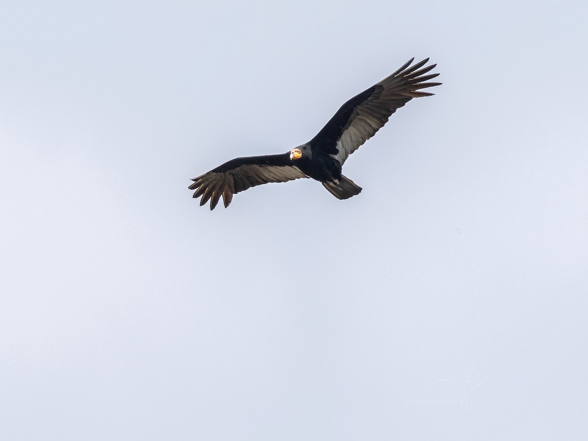 Greater Yellow-headed Vulture - ML618421711