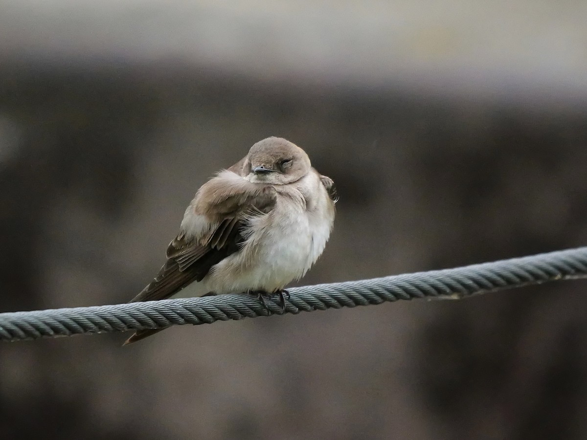Northern Rough-winged Swallow - ML618421798