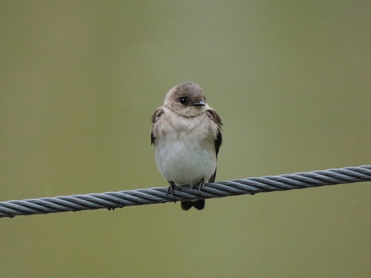 Northern Rough-winged Swallow - ML618421799
