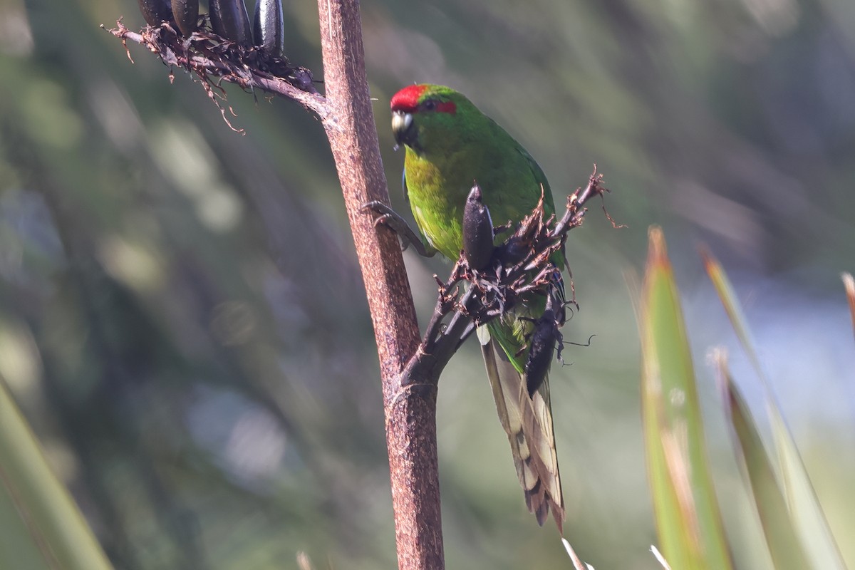 Red-crowned Parakeet - ML618421810