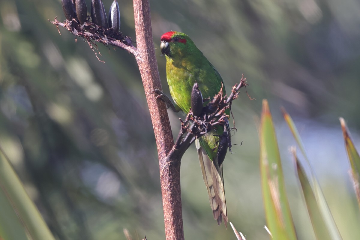 Red-crowned Parakeet - ML618421811