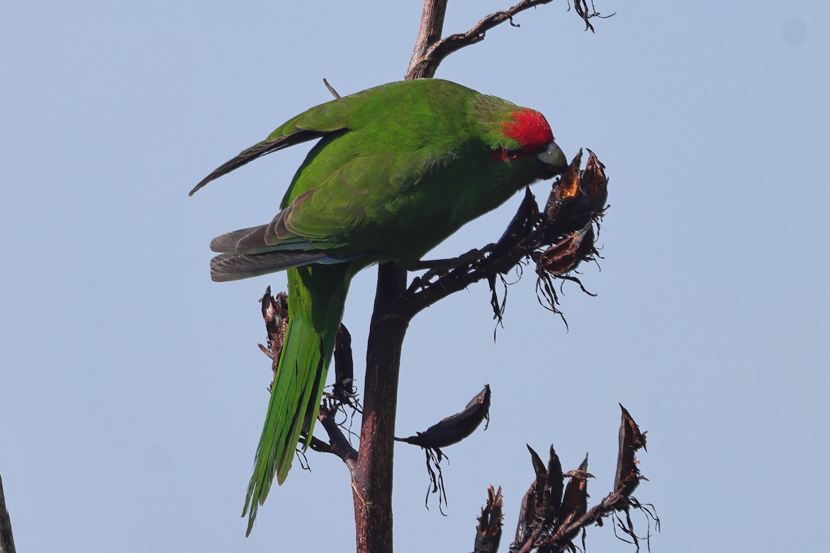 Red-crowned Parakeet - Fabio Olmos