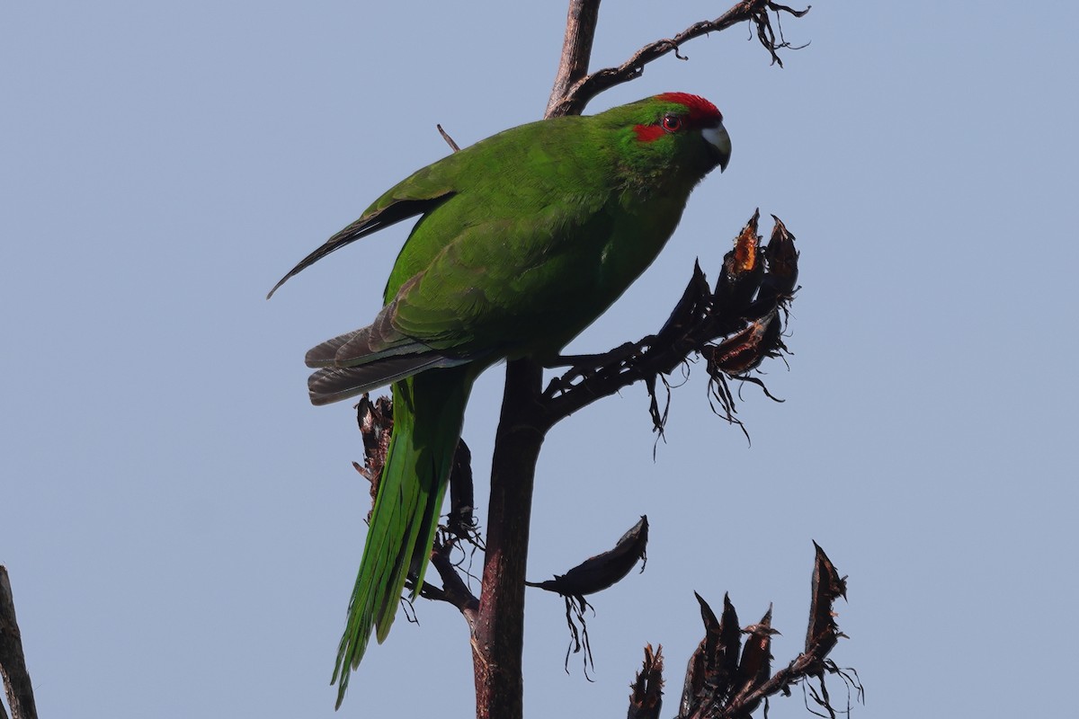 Red-crowned Parakeet - ML618421815