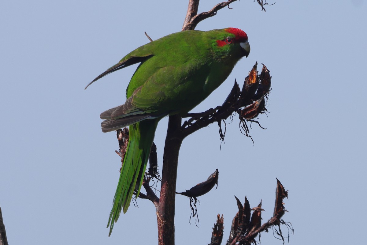 Red-crowned Parakeet - ML618421818