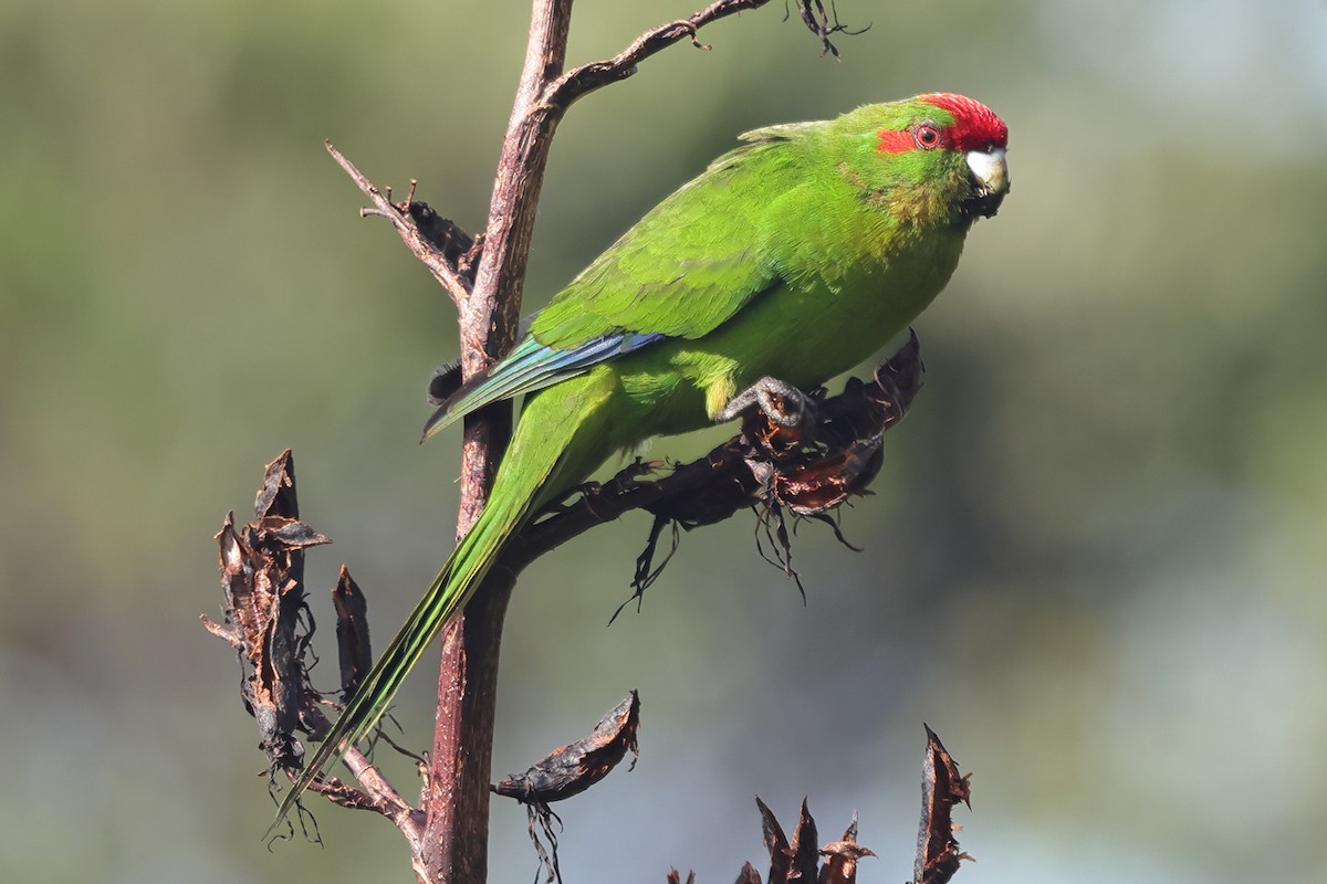 Red-crowned Parakeet - ML618421820