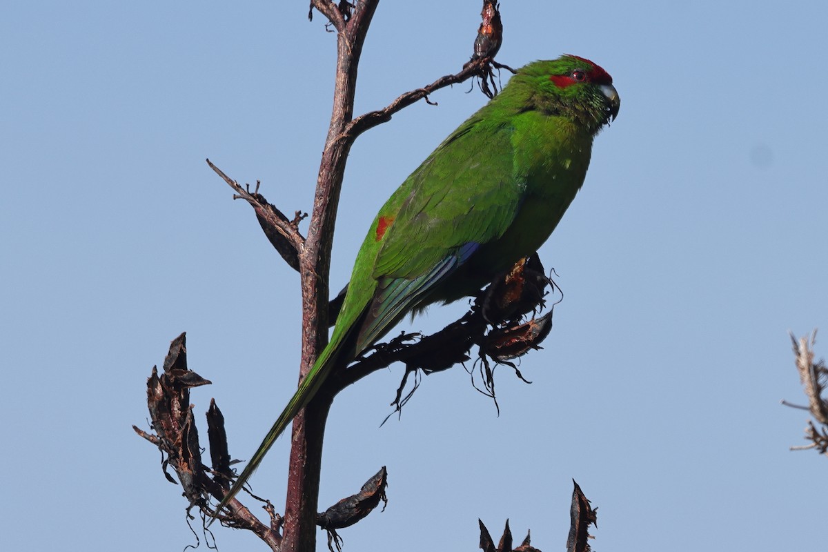 Red-crowned Parakeet - ML618421821