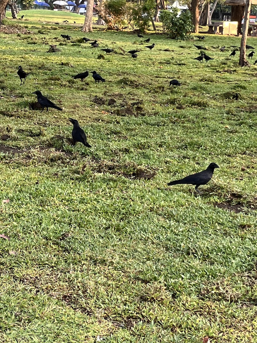 Large-billed Crow - ML618421869