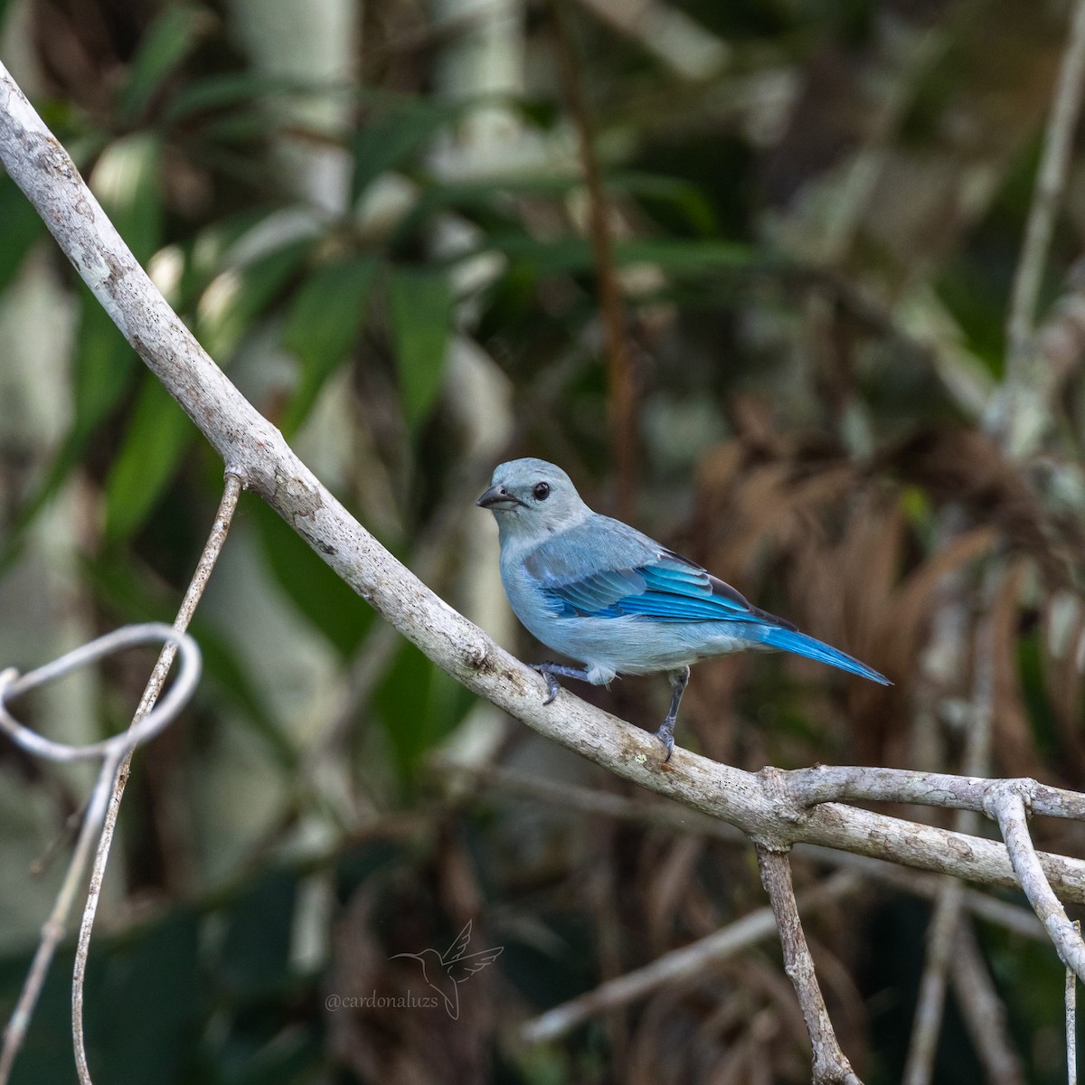 Blue-gray Tanager - ML618421893
