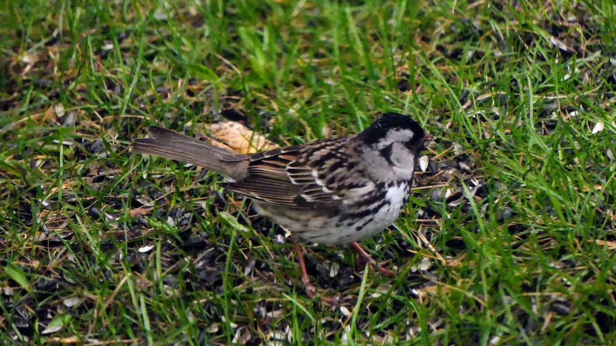 Harris's Sparrow - ML618421906