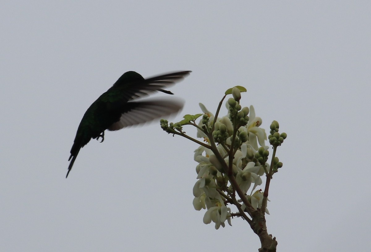 Shining-green Hummingbird - ML618421911