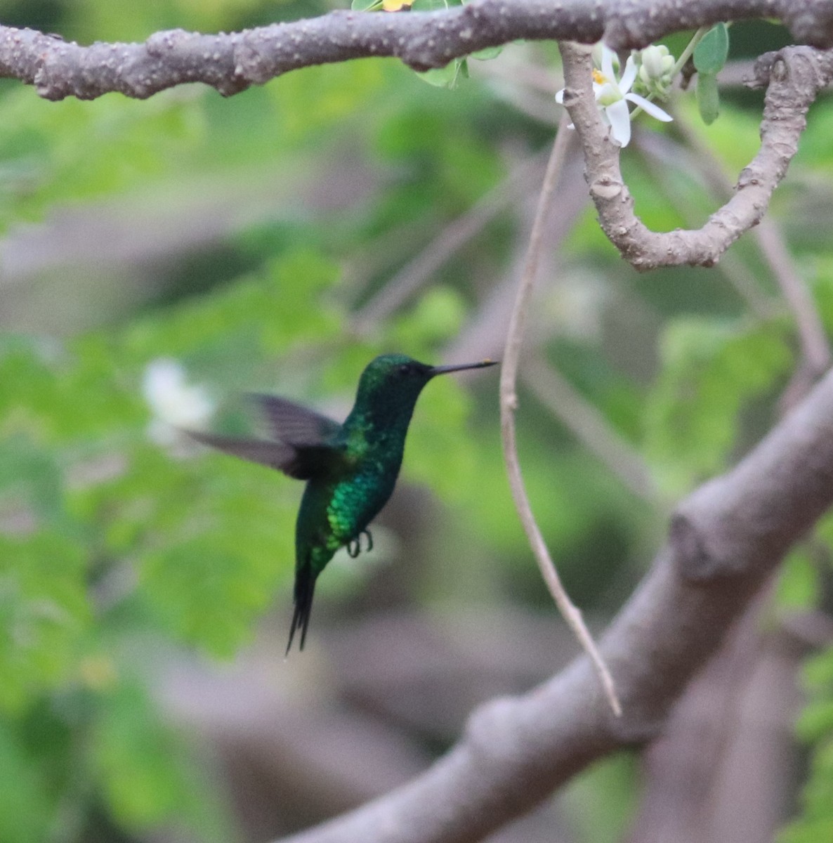 Shining-green Hummingbird - ML618421912