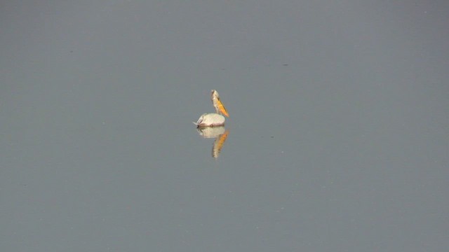 pelikán kadeřavý - ML618421921