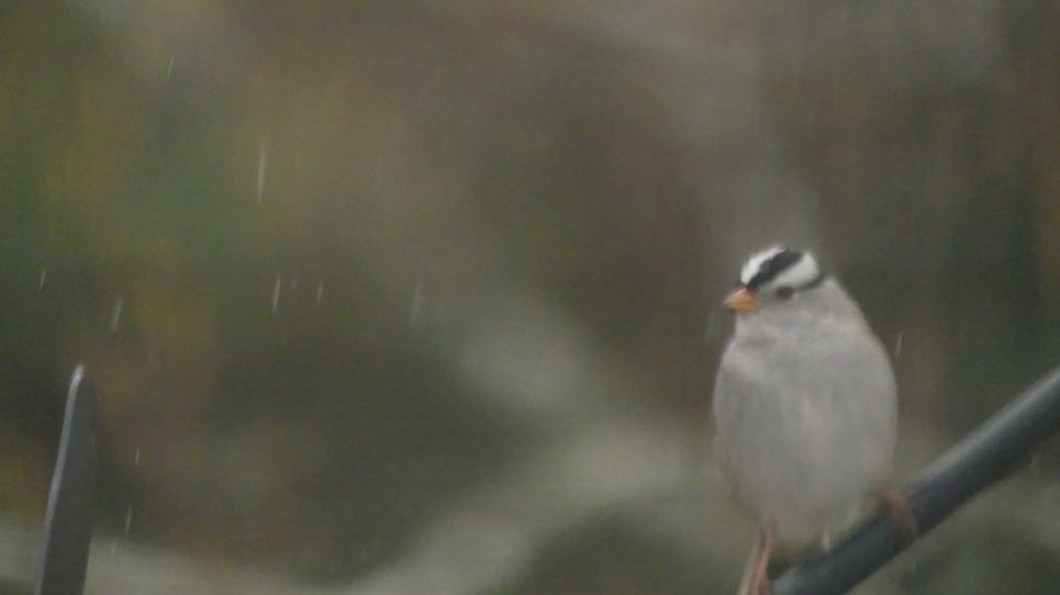 White-crowned Sparrow - John Hatcher