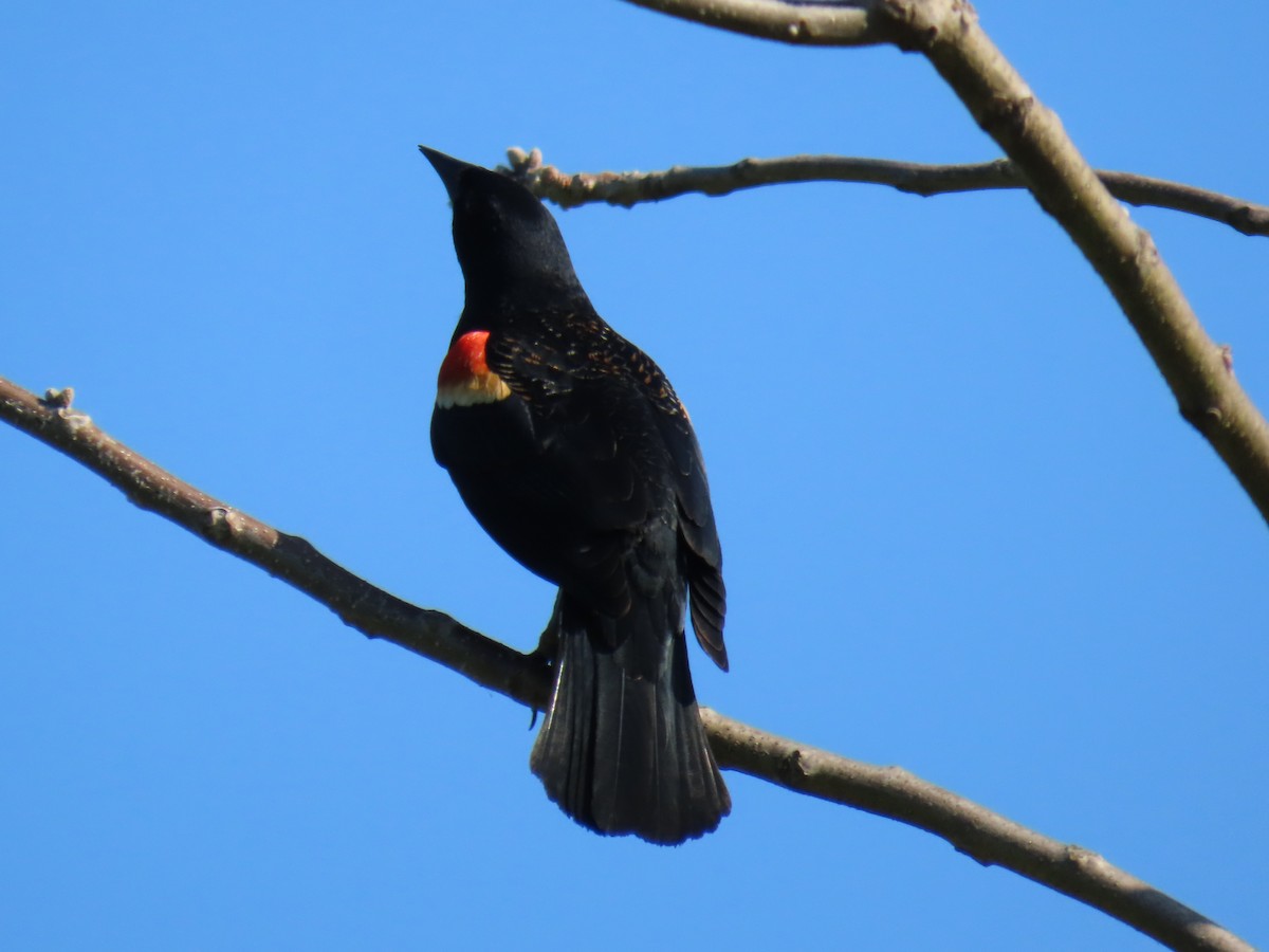 Red-winged Blackbird - ML618421946