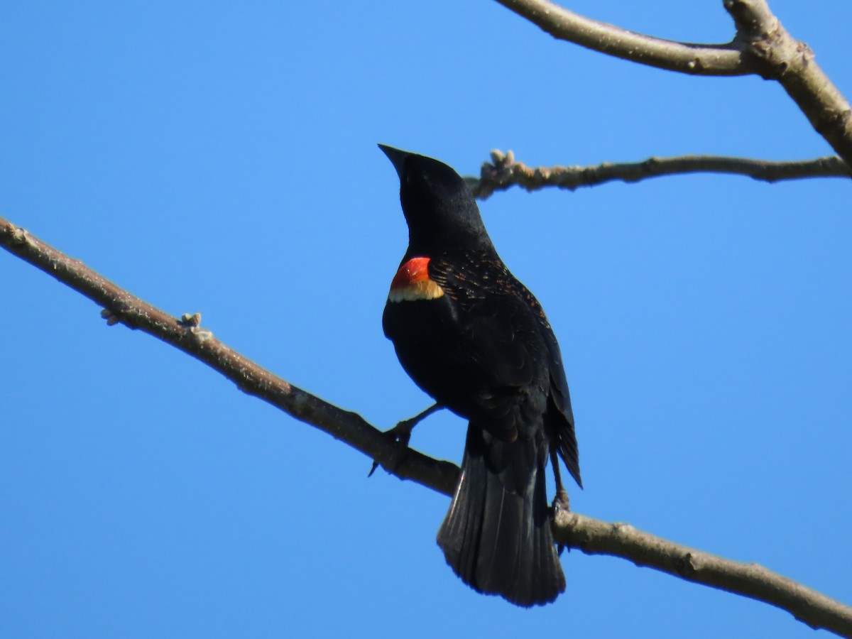 Red-winged Blackbird - Susan Browne