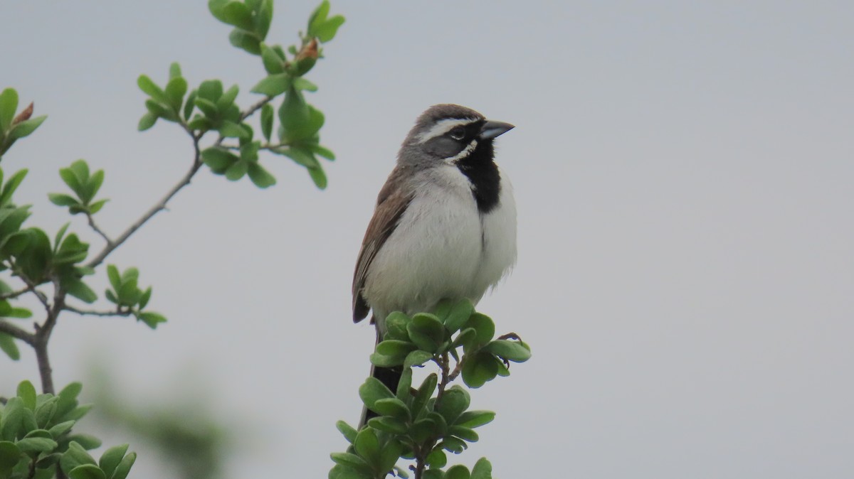 Black-throated Sparrow - Merri R