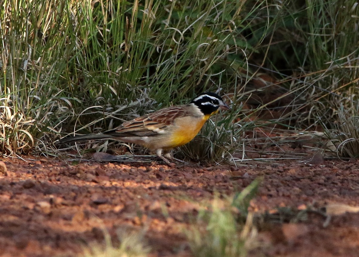 Golden-breasted Bunting - ML618421961