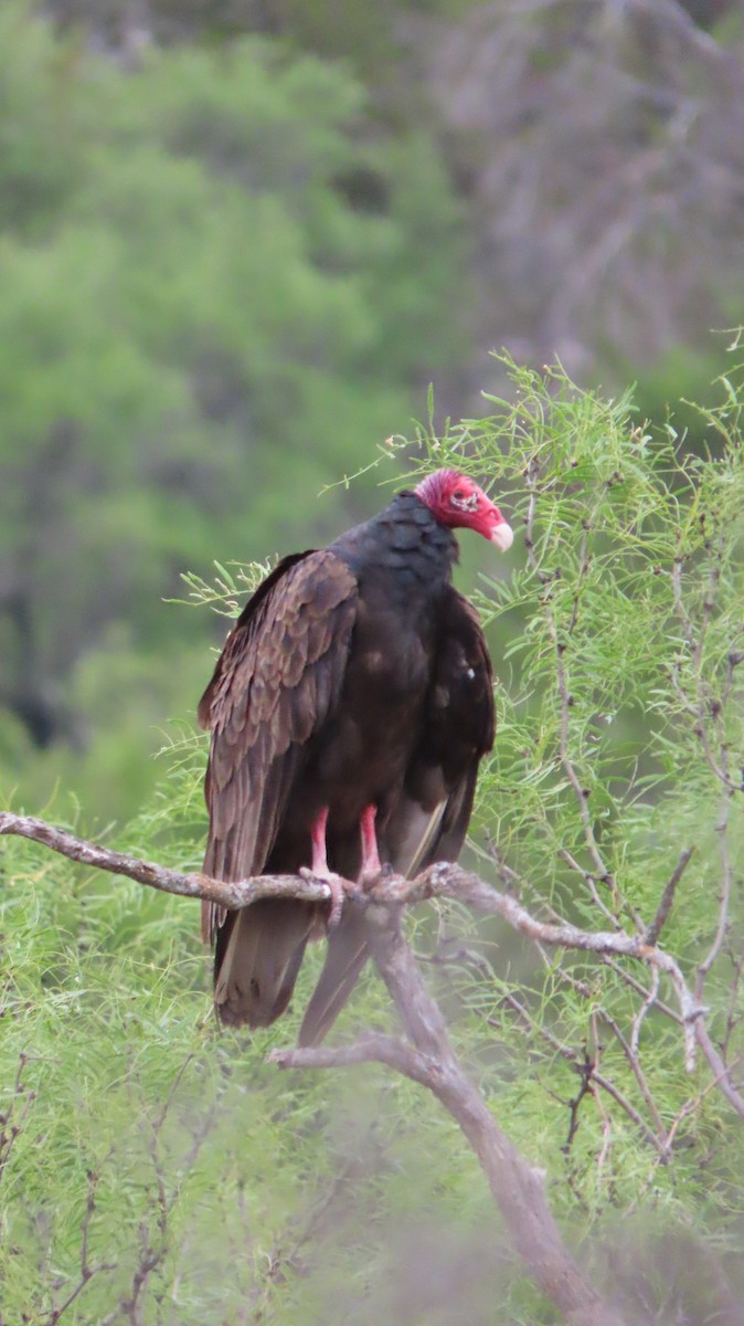 Turkey Vulture - ML618421968
