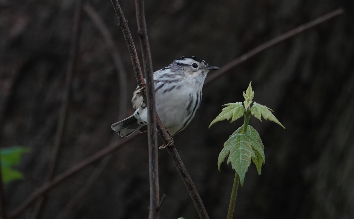 Black-and-white Warbler - ML618421978
