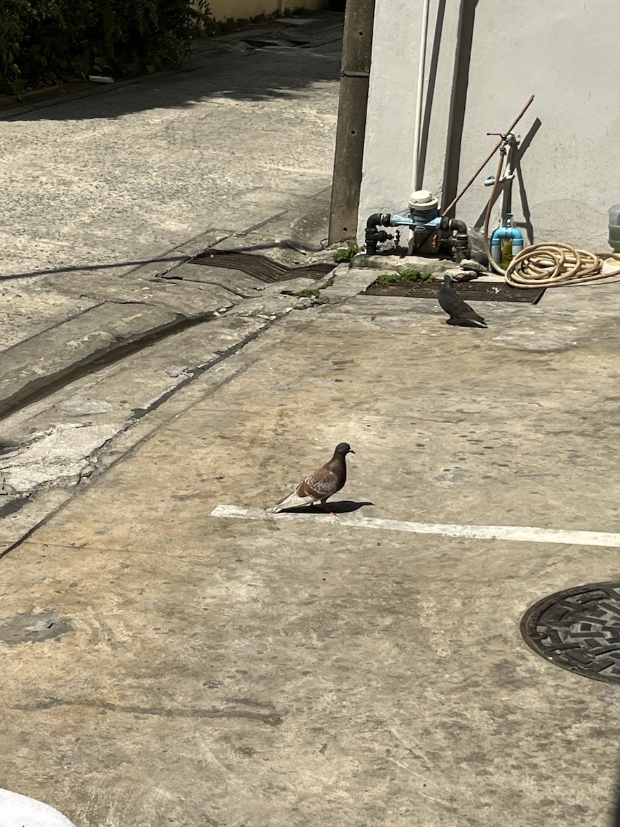 Rock Pigeon (Feral Pigeon) - ML618421999