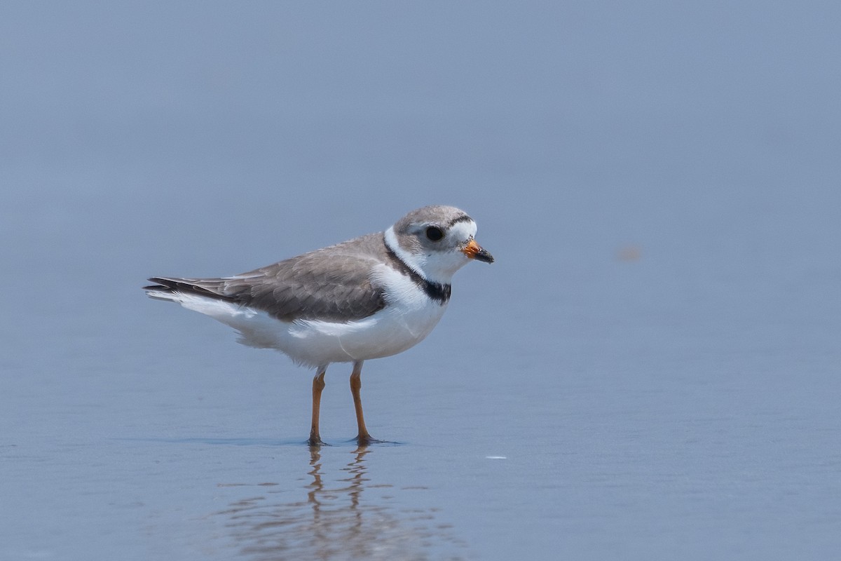 Piping Plover - ML618422003