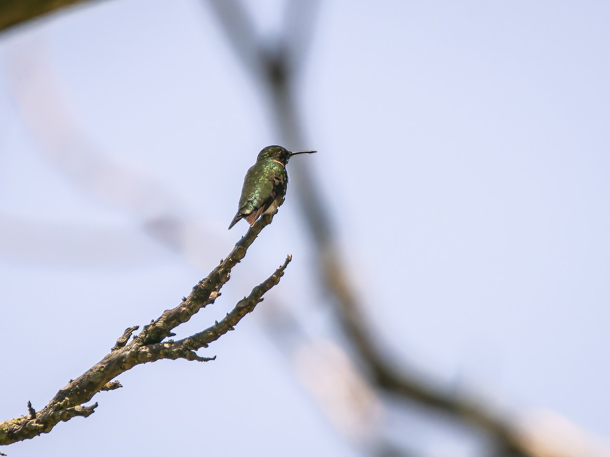 Ruby-throated Hummingbird - ML618422026