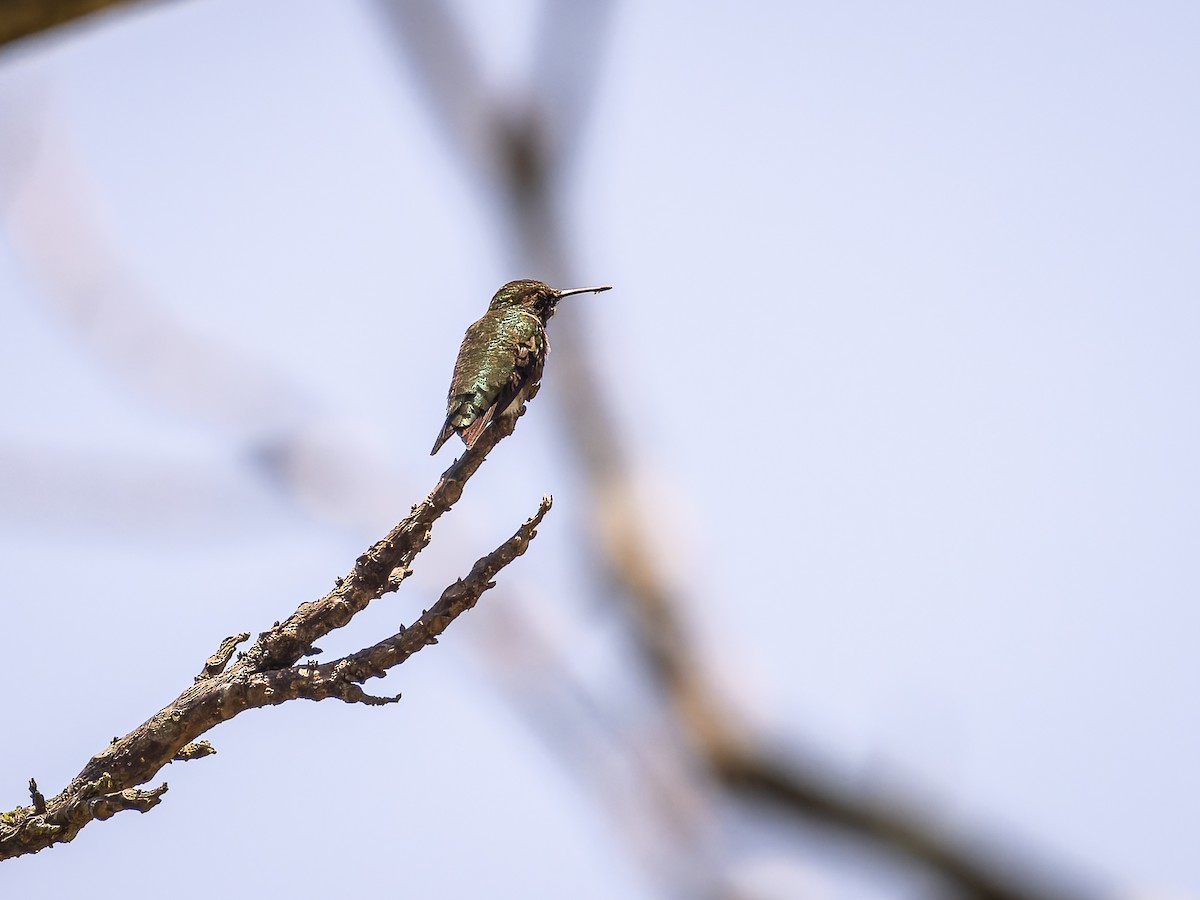 Ruby-throated Hummingbird - ML618422027