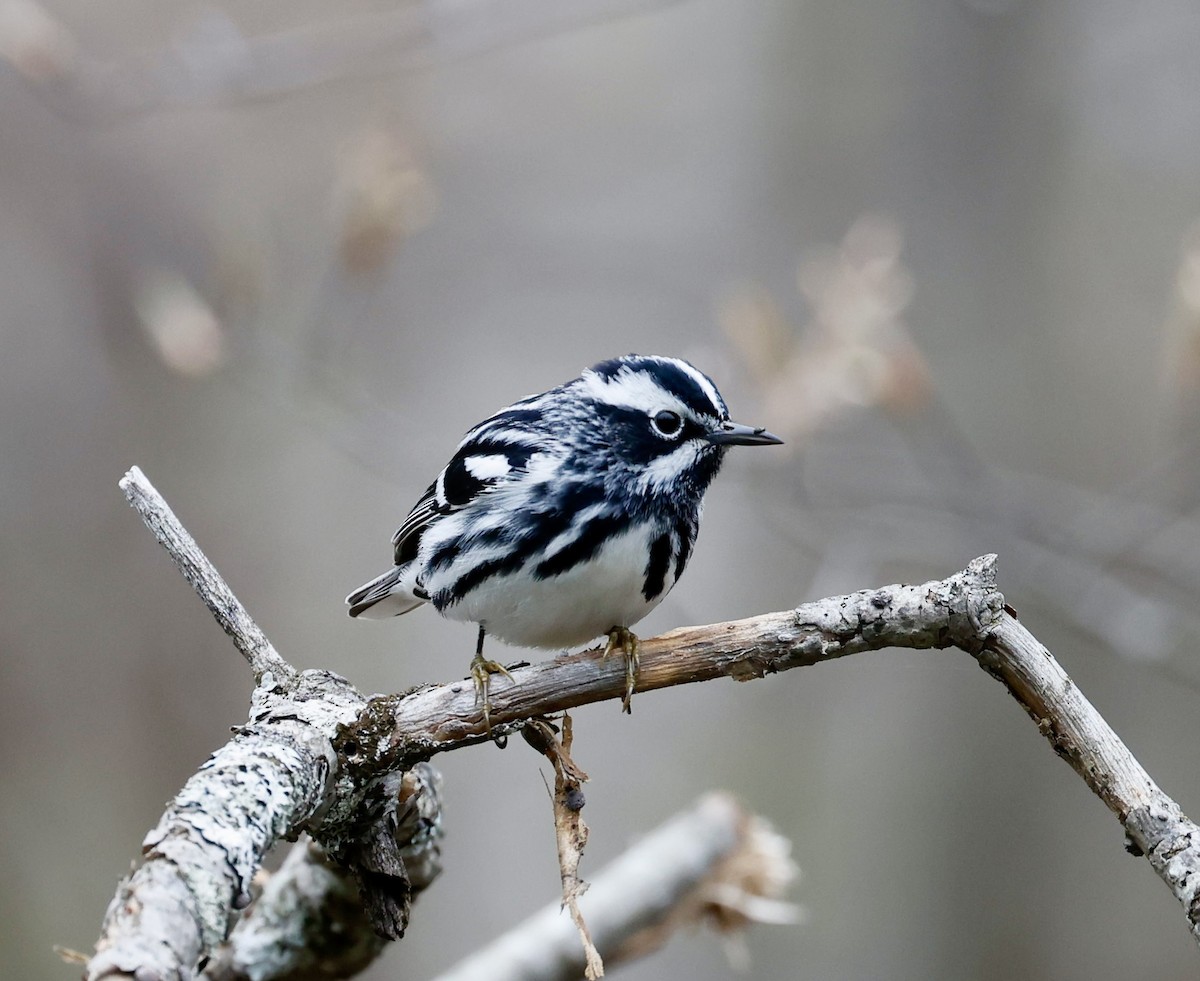 Black-and-white Warbler - ML618422051