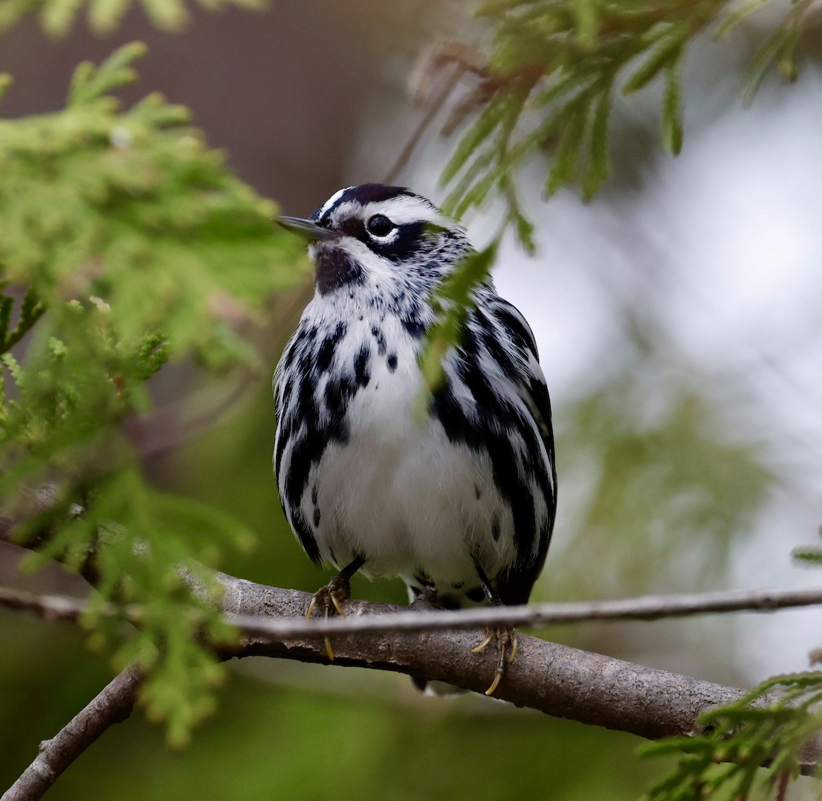 Black-and-white Warbler - ML618422052