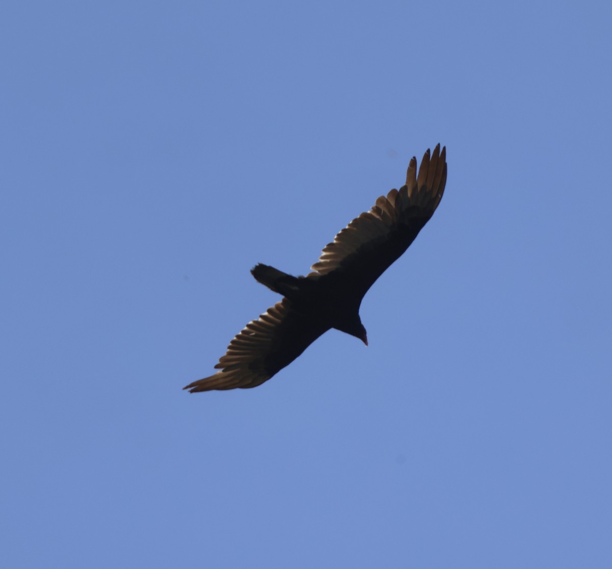 Turkey Vulture - ML618422136