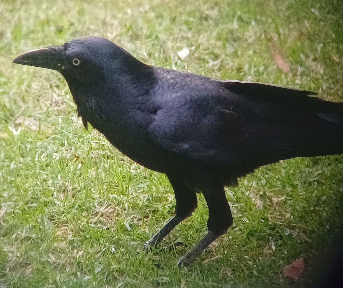 Australian Raven - ML618422192
