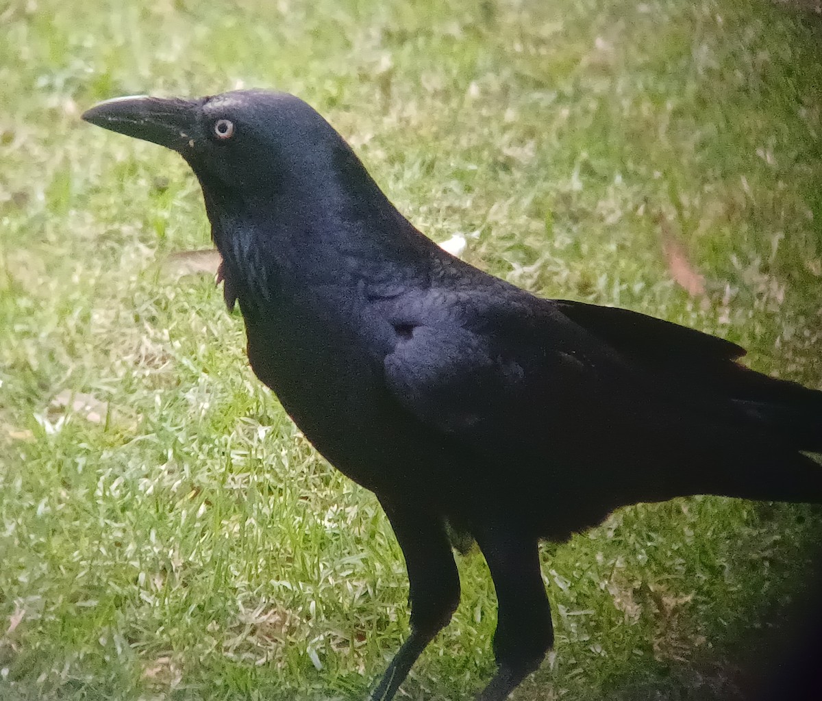 Australian Raven - ML618422193