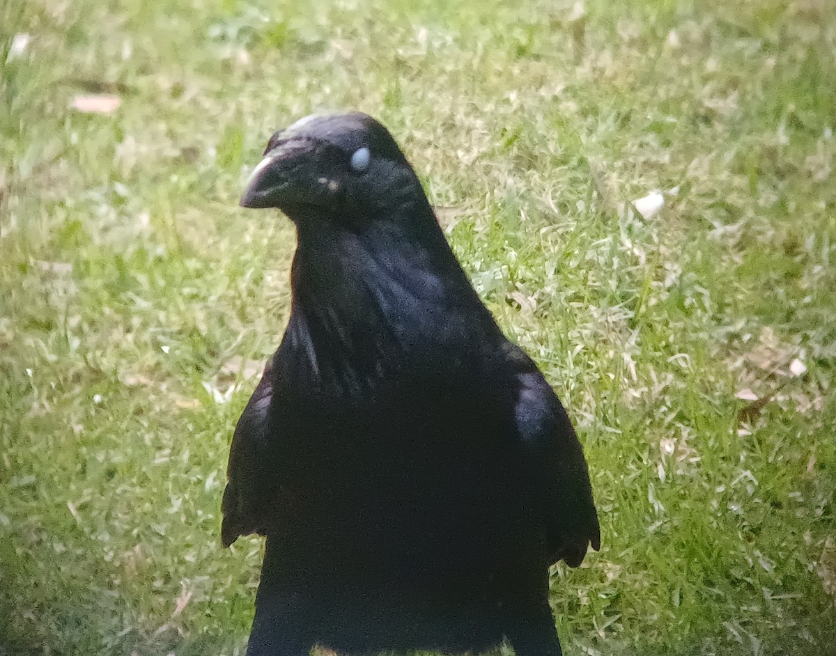 Australian Raven - ML618422194