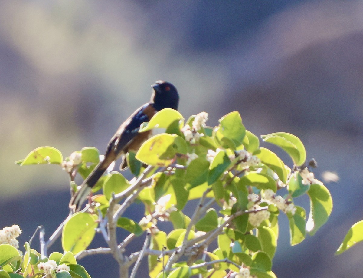 Spotted Towhee - ML618422214
