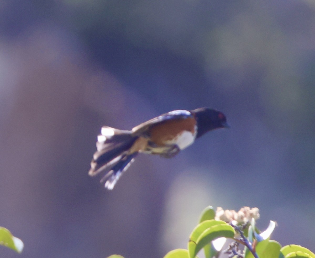 Spotted Towhee - ML618422215