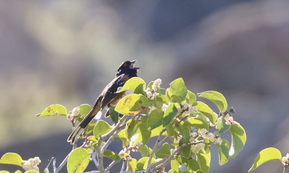 Spotted Towhee - ML618422216